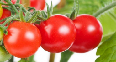 Odrůda rajčat z ruska